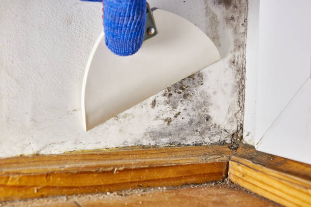 Best Crawl Space Mold Remediation  in Romeo, MI