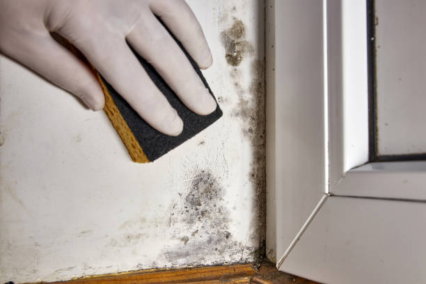Best Basement Mold Removal  in Romeo, MI