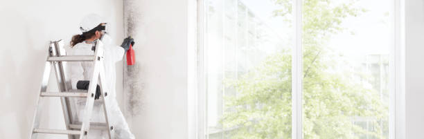 Best Dehumidification Services  in Romeo, MI